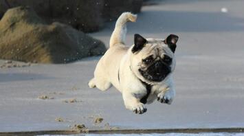 A pug leaping on the beach near the water