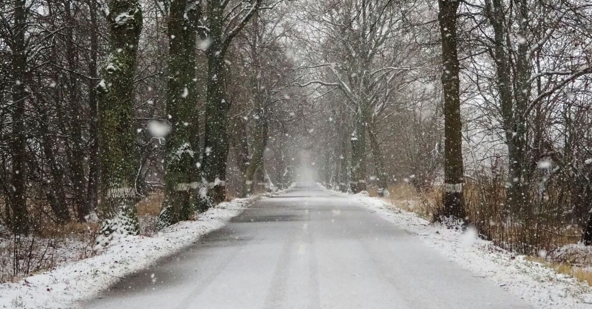 Snow-covered road surrounded by bare trees during winter snowfall