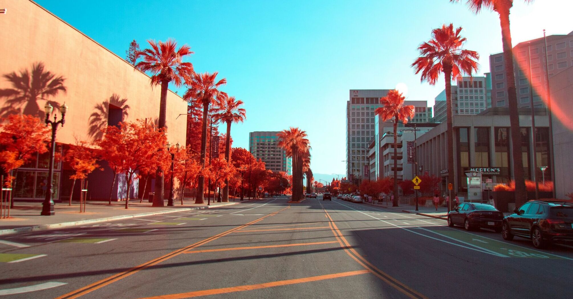 Downtown San Jose street with palm trees