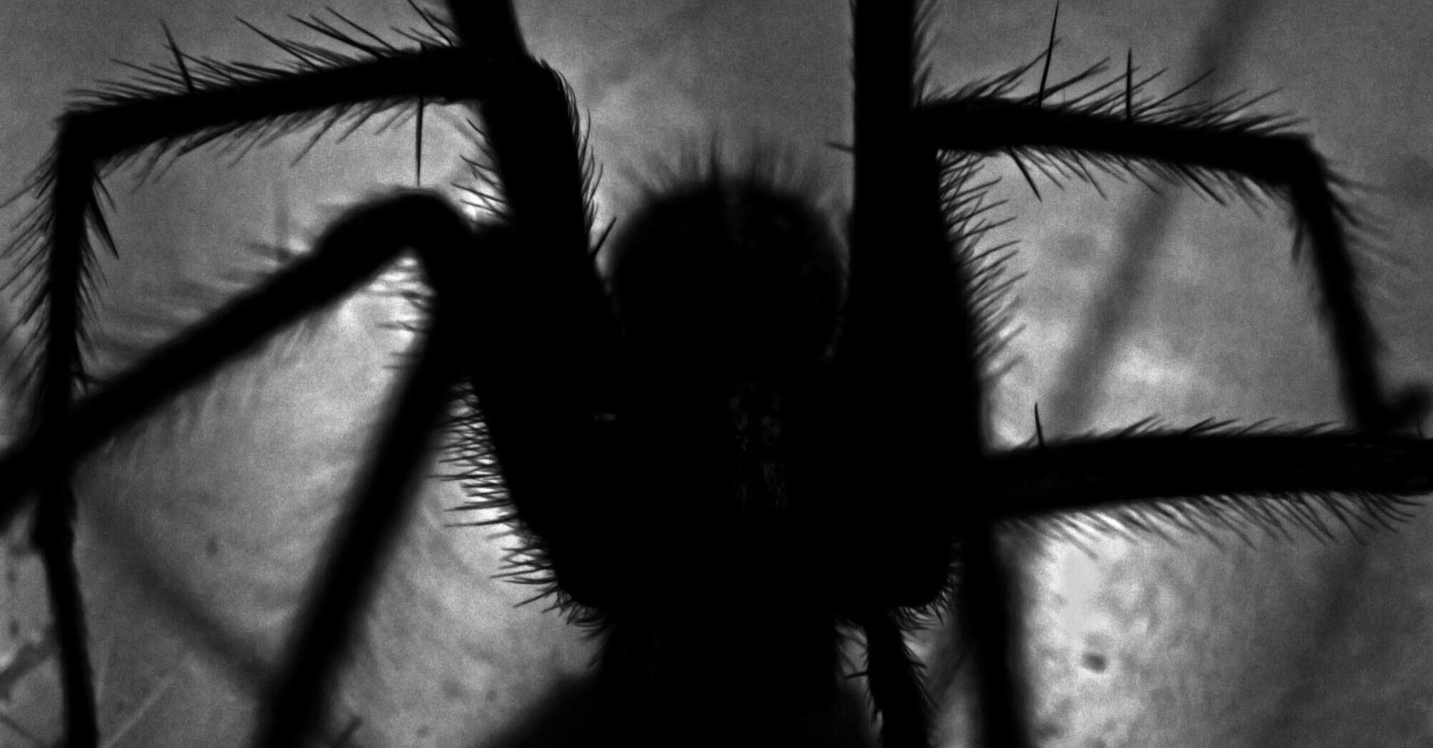 Silhouette of a tarantula in shadow