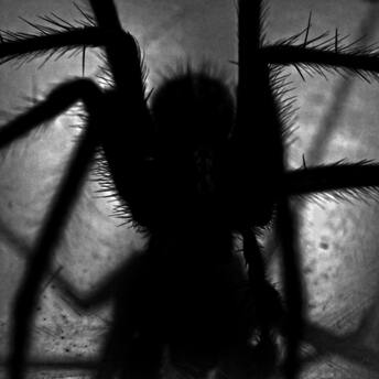 Silhouette of a tarantula in shadow