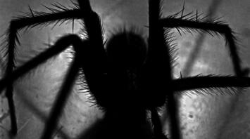 Silhouette of a tarantula in shadow