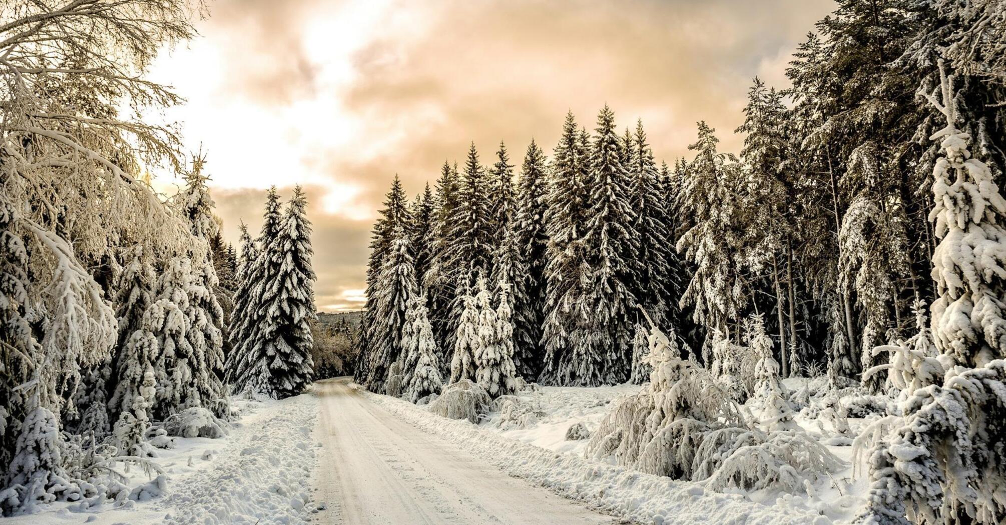 A serene snowy forest path under a soft sunset sky, surrounded by frost-covered trees