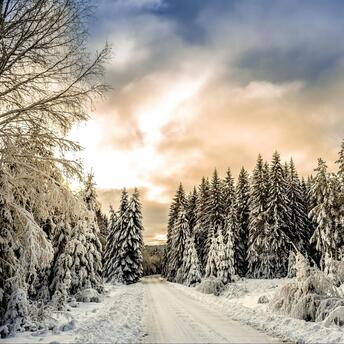 A serene snowy forest path under a soft sunset sky, surrounded by frost-covered trees