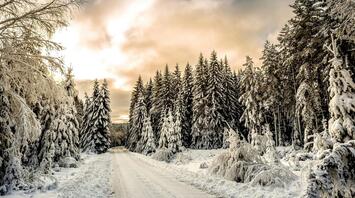 A serene snowy forest path under a soft sunset sky, surrounded by frost-covered trees