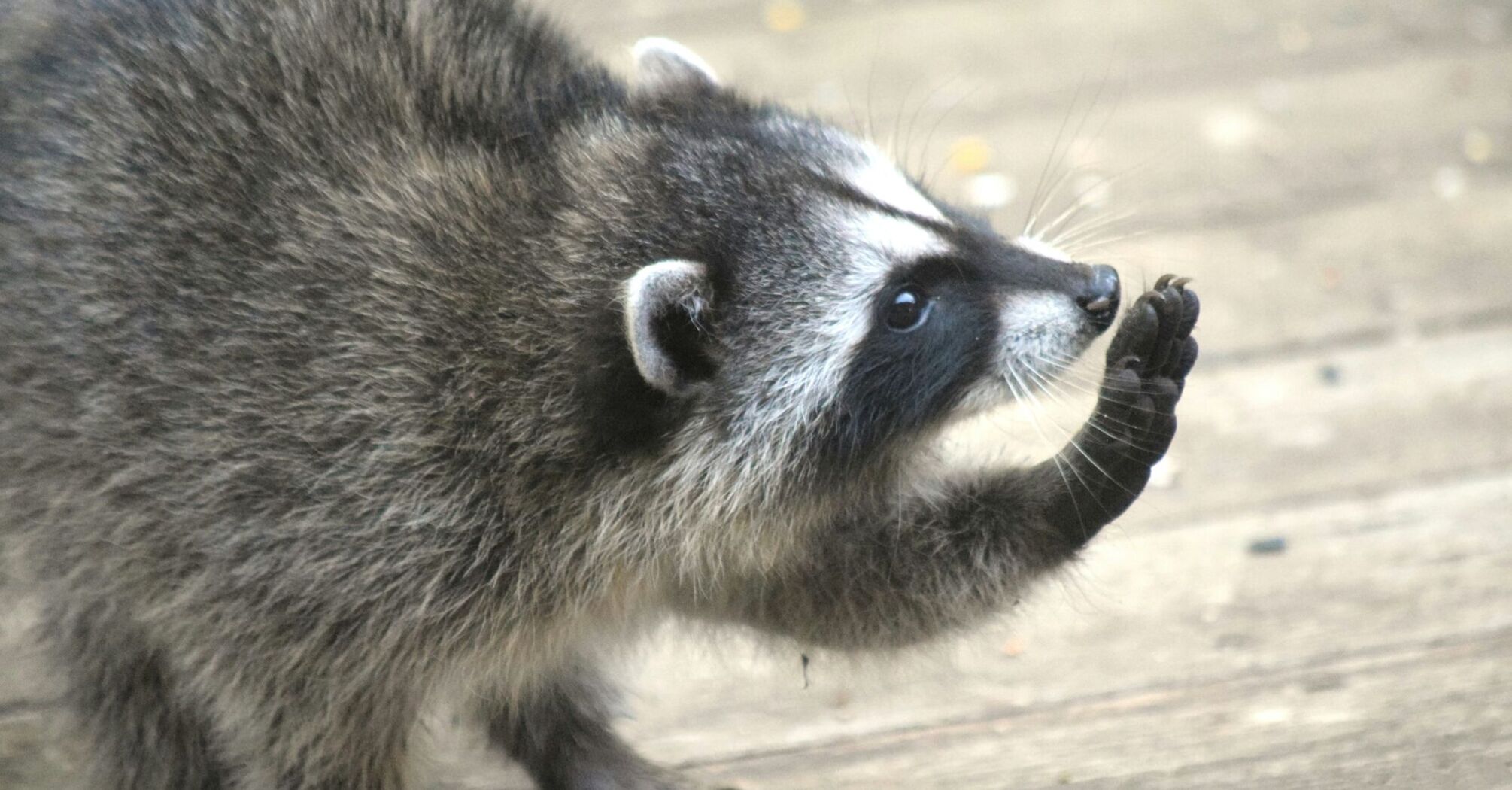 Close-up of a raccoon holding its paw