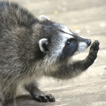 Close-up of a raccoon holding its paw