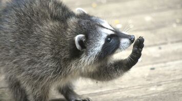 Close-up of a raccoon holding its paw