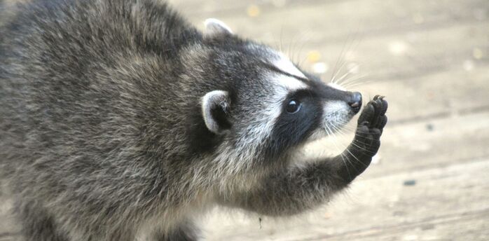 Close-up of a raccoon holding its paw