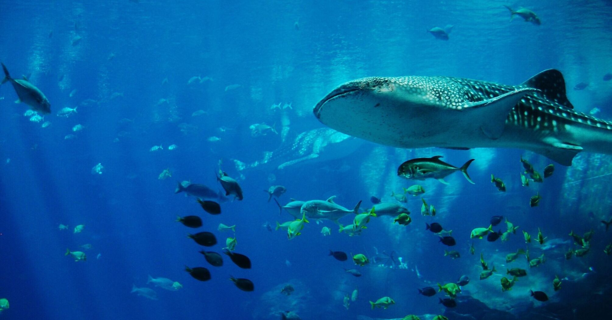 Whale shark swimming among smaller fish in an aquarium