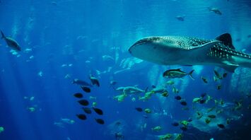 Whale shark swimming among smaller fish in an aquarium