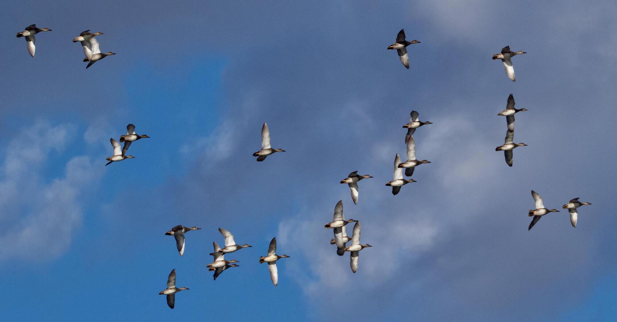 A flock of birds flying in the sky