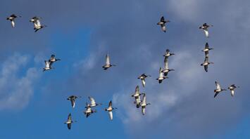 A flock of birds flying in the sky