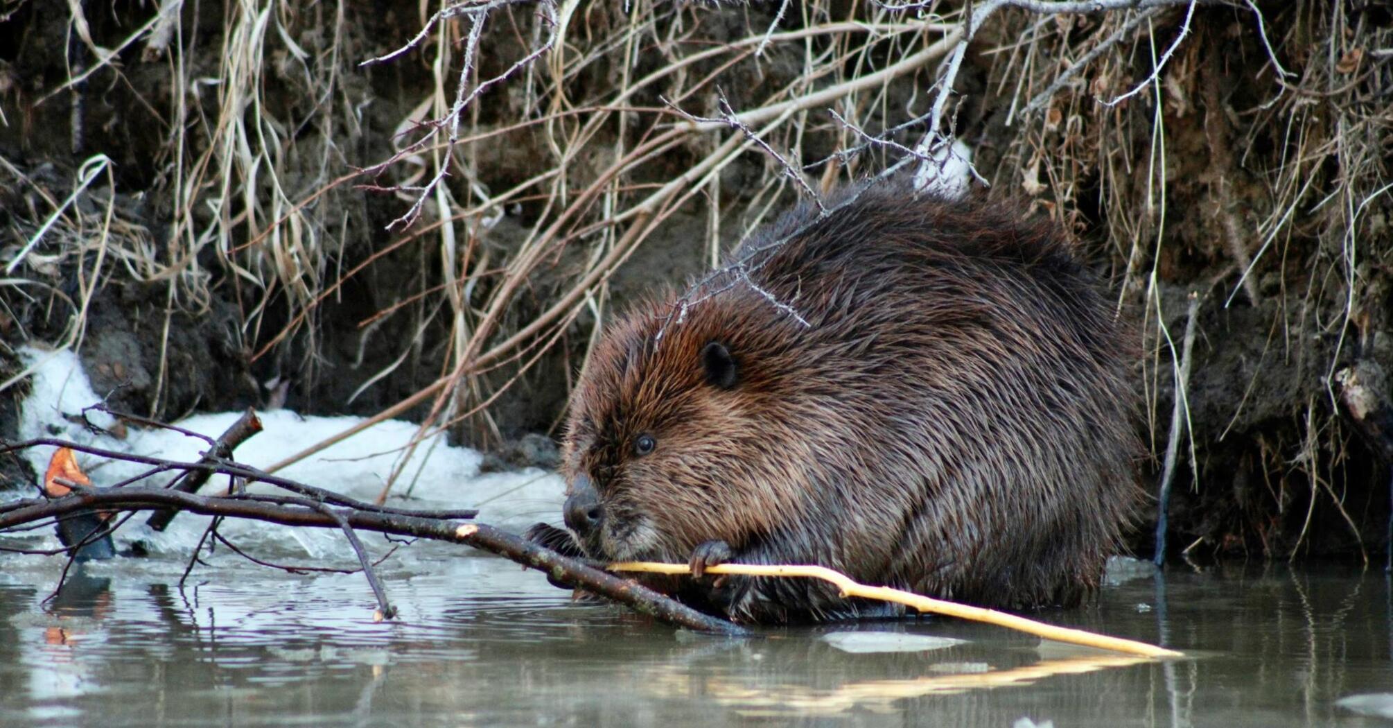 A beaver in its natural habitat near water, holding branches