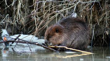 A beaver in its natural habitat near water, holding branches