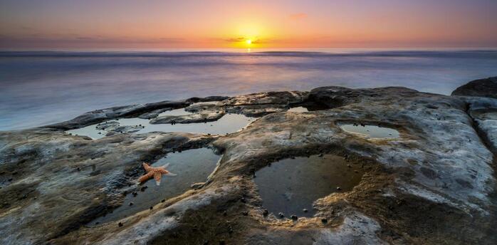 Explore the Best Tide Pools in San Diego