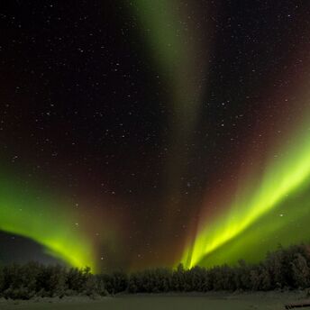 Northern lights illuminating a snowy forest under a starry sky