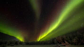 Northern lights illuminating a snowy forest under a starry sky