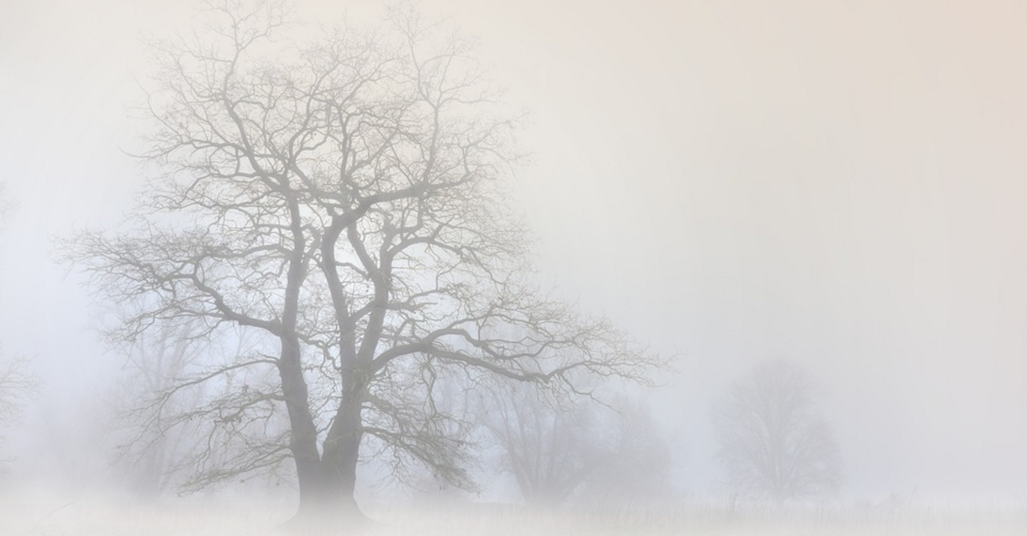 Bare trees in a foggy landscape