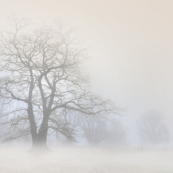 Bare trees in a foggy landscape