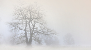 Bare trees in a foggy landscape