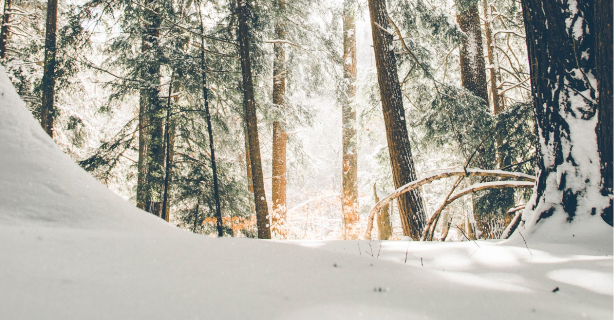 Snow-covered forest with sunlight streaming through trees