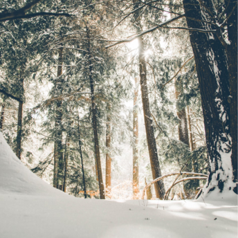 Snow-covered forest with sunlight streaming through trees
