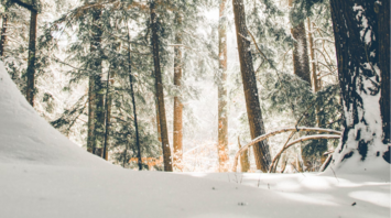 Snow-covered forest with sunlight streaming through trees