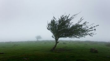 A windswept tree in a foggy landscape, bending under strong winds