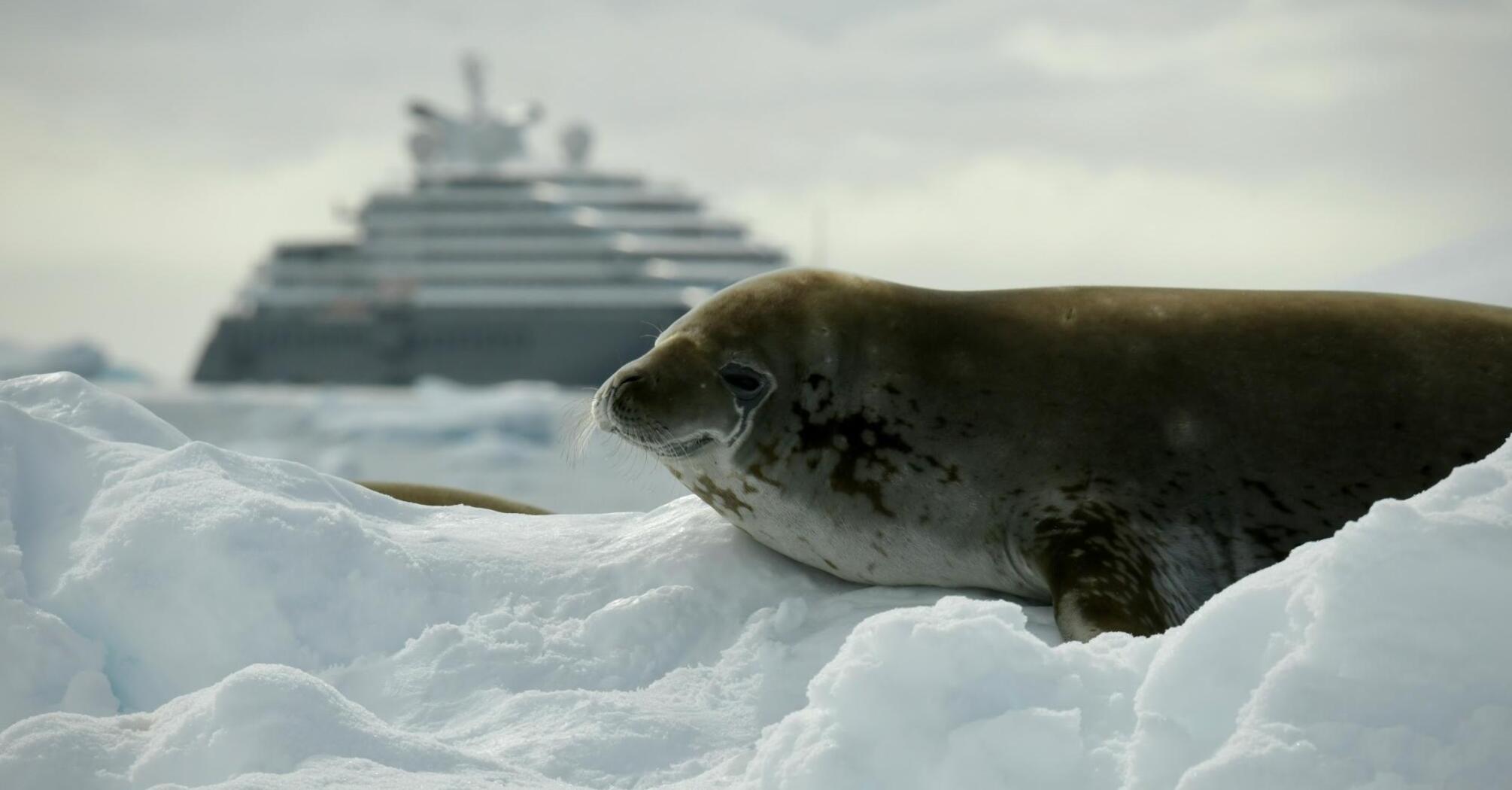 Seal resting on ice with a cruise ship in the background