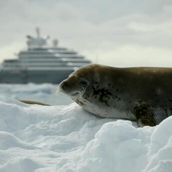 Seal resting on ice with a cruise ship in the background