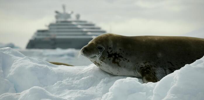 Seal resting on ice with a cruise ship in the background