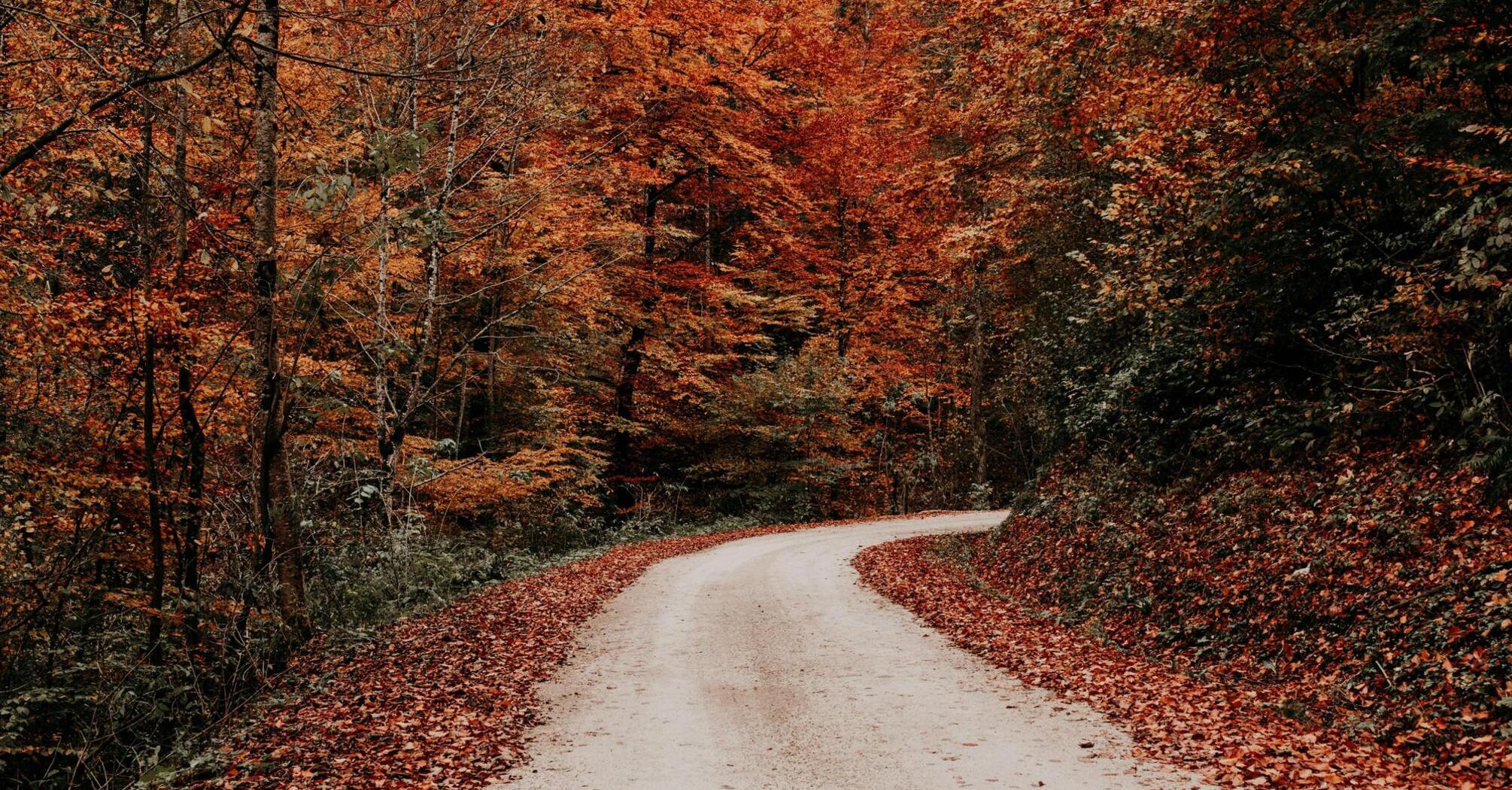 Winding road surrounded by autumn forest