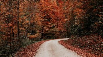 Winding road surrounded by autumn forest