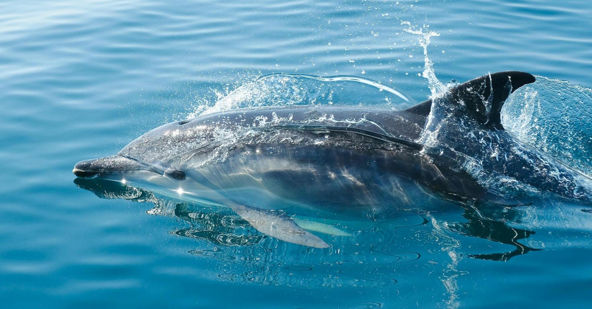 Bottlenose dolphin swimming in clear blue water