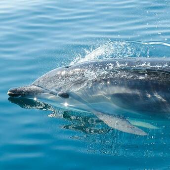 Bottlenose dolphin swimming in clear blue water