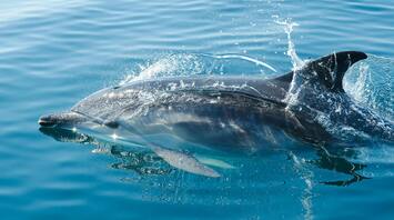 Bottlenose dolphin swimming in clear blue water
