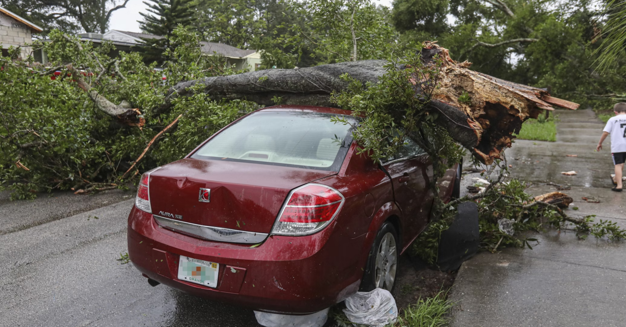 A fallen tree crushing a red car after a storm