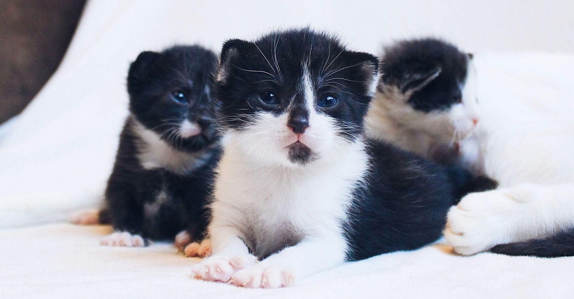 Black and white kittens lying together