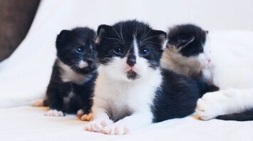Black and white kittens lying together