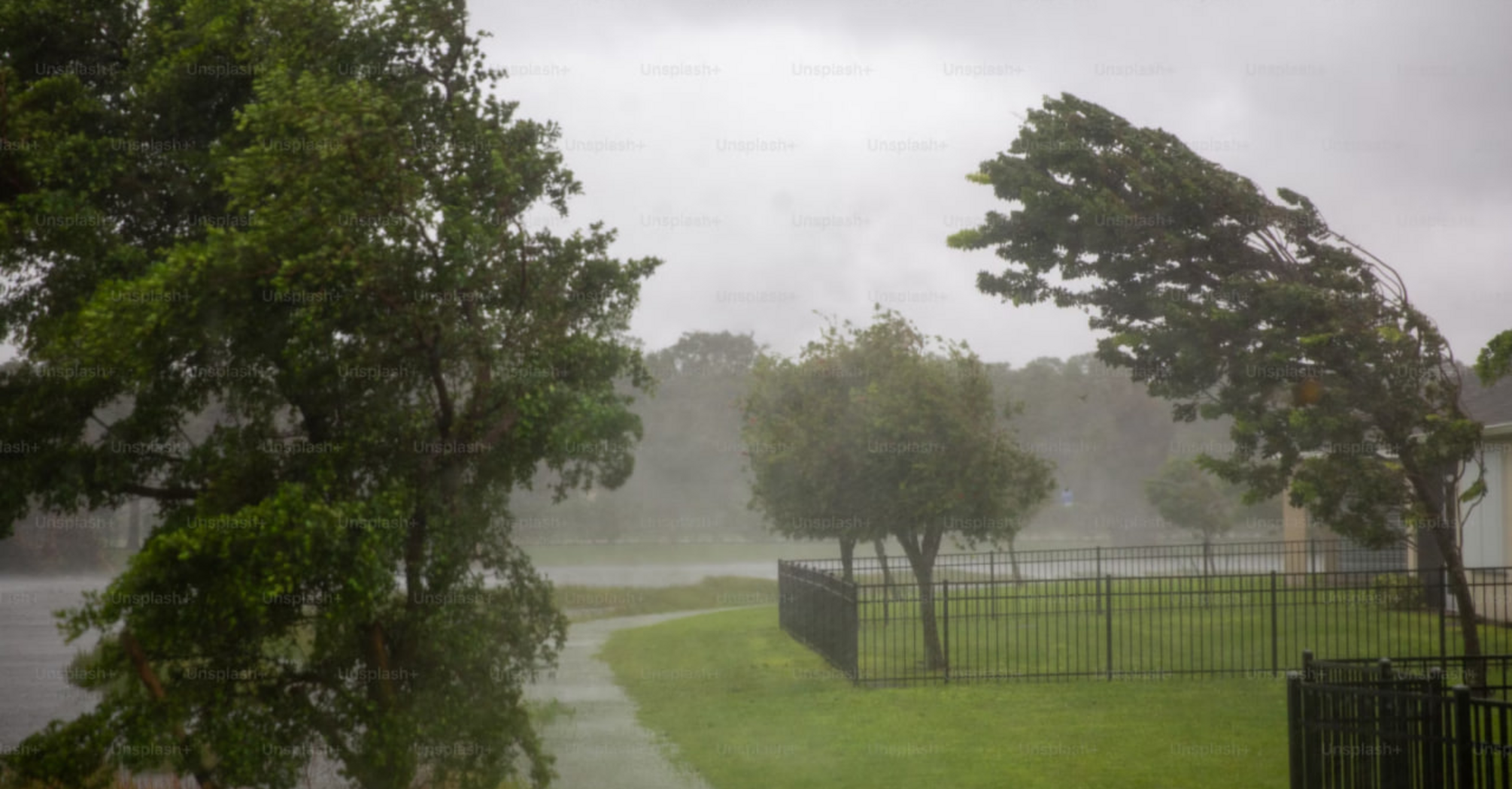 Strong winds bending trees during a storm