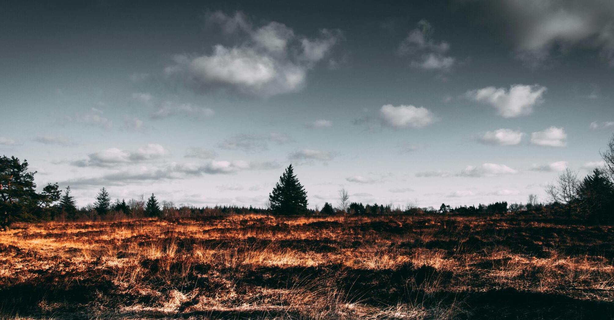 Dry grassland with sparse trees under a cloudy sky