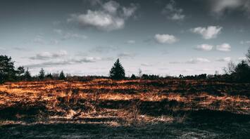 Dry grassland with sparse trees under a cloudy sky
