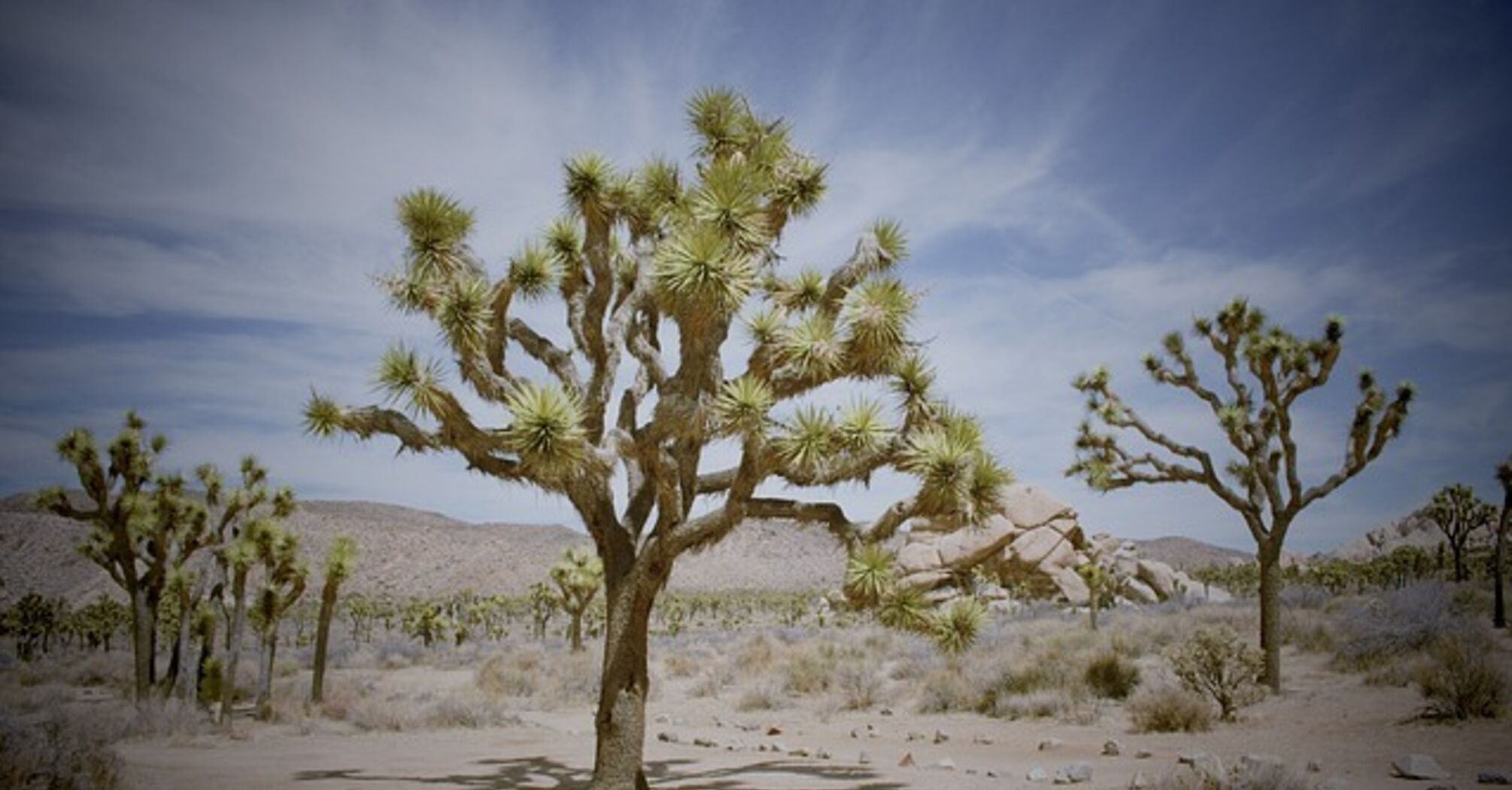 The best hotels in the heart of Joshua Tree