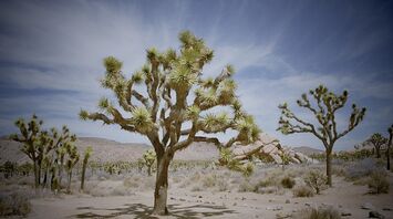 The best hotels in the heart of Joshua Tree