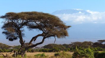 Safari in Kenya named the best tourist destination in 2024