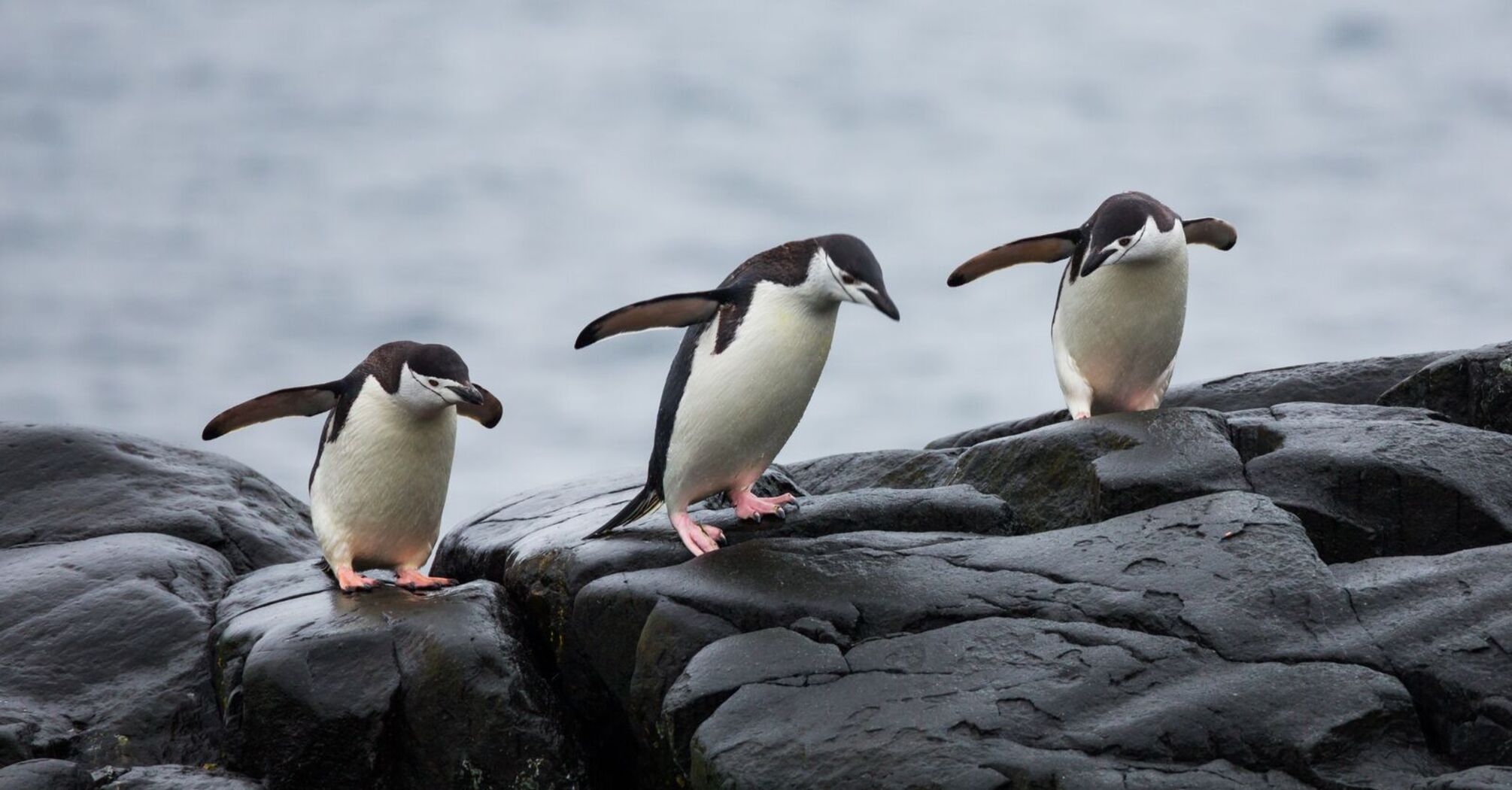 Sick passenger on board led to a new penguin colony discovery: Researchers share a rare finding in the Antarctic