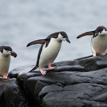 Sick passenger on board led to a new penguin colony discovery: Researchers share a rare finding in the Antarctic