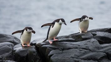 Sick passenger on board led to a new penguin colony discovery: Researchers share a rare finding in the Antarctic