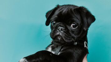 A black pug looking directly at the camera with a serious expression